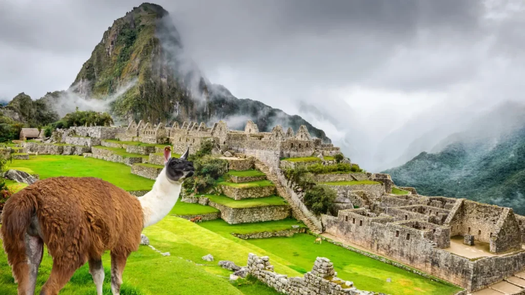 Llama en machu picchu vista huayna picchu
