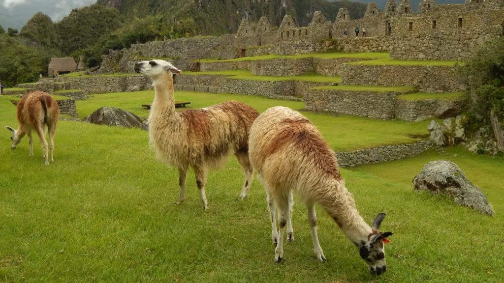 Alpacas en Machu picchu