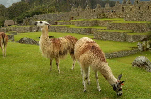 Alpacas en Machu picchu