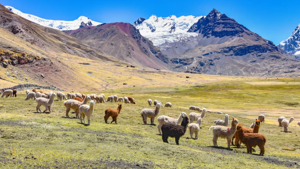 Montana de Colores Cusco – Montaña de 7 Colores