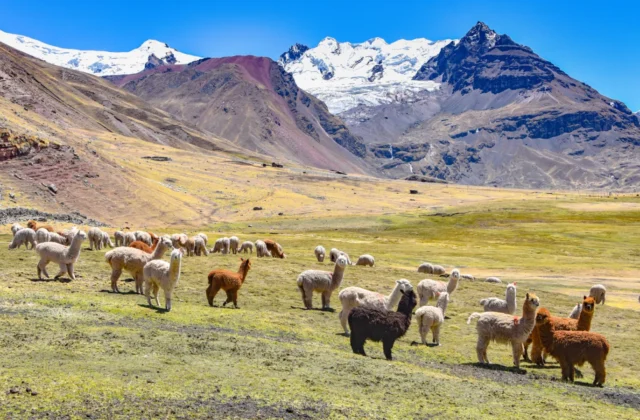 Montana de Colores Cusco – Montaña de 7 Colores